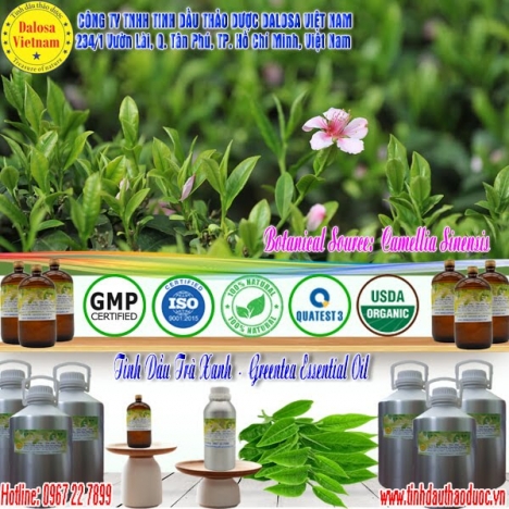 Tinh dầu Trà Xanh chống oxy hóa 1000ml