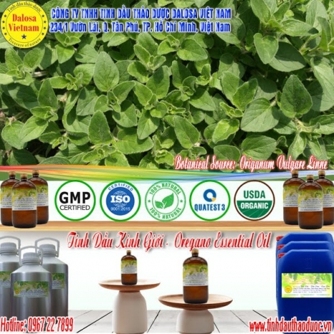 Tinh dầu Kinh Giới nguyên chất 1000ml