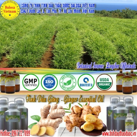 Tinh dầu Gừng nguyên chất giúp tăng cường sức khỏe 1000ml