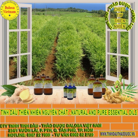 Tinh dầu Sả Hồng nguyên chất 1000ml