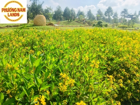 cơ hội vàng để lướt sóng với đất nền giá rẻ tại cần thơ..