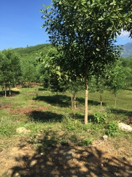 Bán lô đất đẹp 8.012m2 view suối, mặt tiền quốc lộ 27C, xã Cầu Bà, Khánh Vĩnh, Khánh Hoà