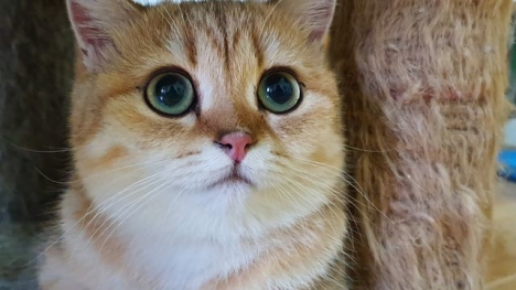 Chiến thuật cần biết lúc chơi Sicbo dành cho người mới