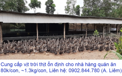 Cung cấp vịt trời thịt cho nhà hàng quán ăn