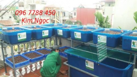 Thùng nhựa nuôi cá cảnh các loại dung tích giá rẻ
