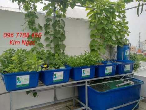 Bán thùng nhựa nuôi cá, trồng rau Oganic giá rẻ