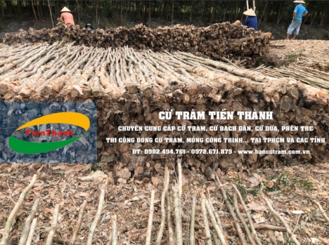 Báo giá bán cừ tràm giá rẻ TPHCM