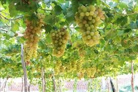 Bán cây nho giống tại Thành Phố Hồ Chí Minh