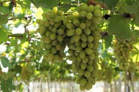 Bán cây nho giống tại Thành Phố Hồ Chí Minh