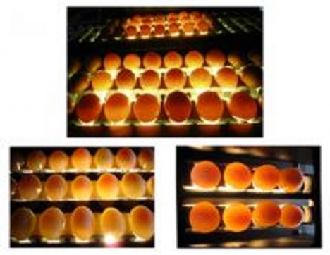 Máy soi trứng loại 6 hàng KS-10000 LH 0939.219.368