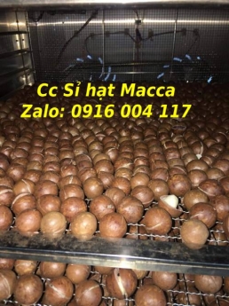 Hạt Macca dành cho bà bầu giá sỉ