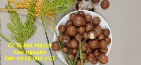 Bán rẻ hạt Macca Lâm Đồng giao toàn quốc