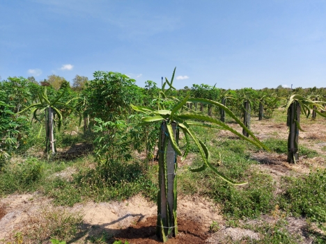 Đất Bình Thuận bao công chứng Sổ Đỏ. Giàu tiềm năng sinh lời