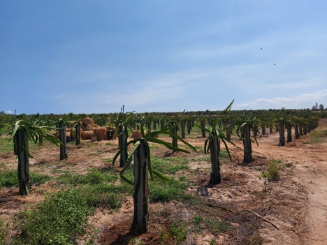 Đất Bình Thuận bao công chứng Sổ Đỏ. Giàu tiềm năng sinh lời