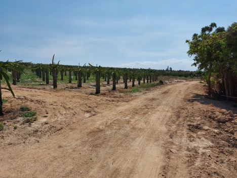 Đất Bình Thuận bao công chứng Sổ Đỏ. Giàu tiềm năng sinh lời