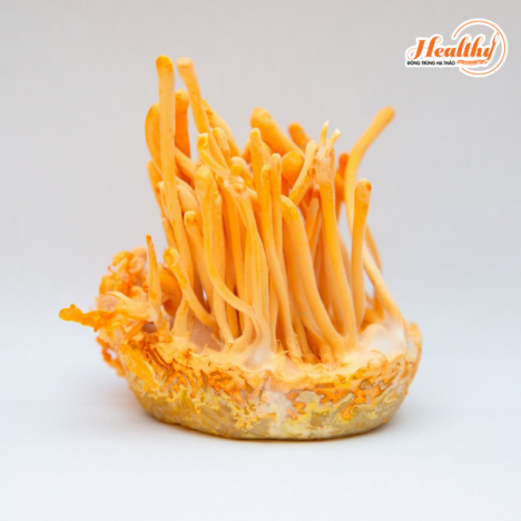 Healthy - Thương hiệu bán Đông trùng hạ thảo online uy tín!