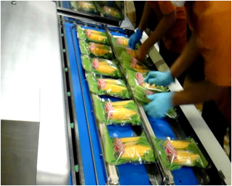 Máy hút chân không băng tải Nishihara AVP 6510 chính hãng