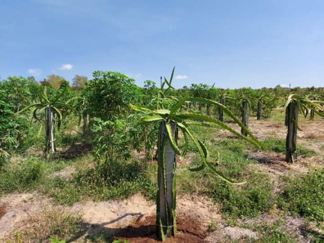 Đất vườn Nam Á Garden, cạnh QL1A và KDL Bàu Trắng giá chỉ 50tr/sào
