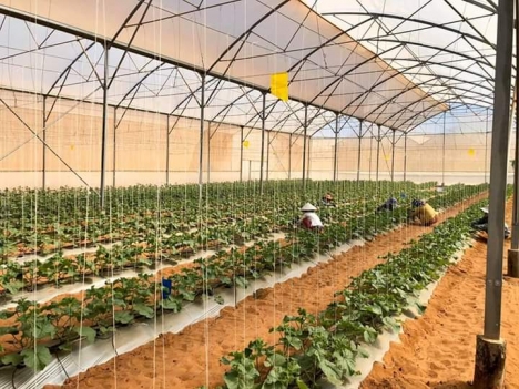 Đất vườn Nam Á Garden, cạnh QL1A và KDL Bàu Trắng giá chỉ 50tr/sào