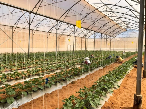 Đất vườn Nam Á Garden ven QL1A gần Biển giá chỉ 50ngàn/m2 Có sổ đỏ