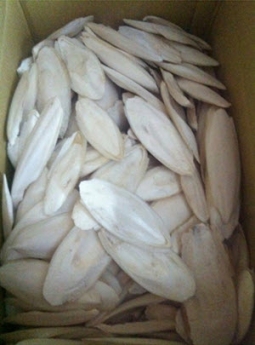 Cần tìm mua nang mực (mai mực) số lượng lớn