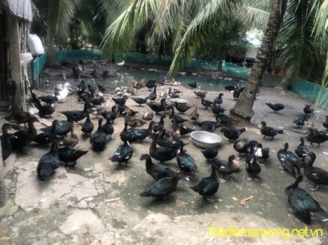 Cung Cấp Gà Ta Thả Vườn, Vịt Đồng