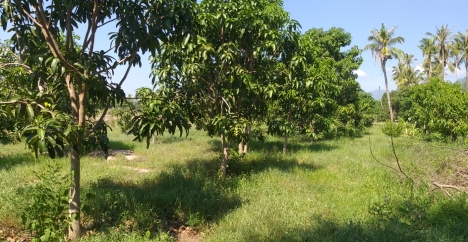 Bán gấp lô đất 4300m2 mặt tiền đường 6m, đường Tân Sinh, Cam Thành Bắc, Cam Lâm