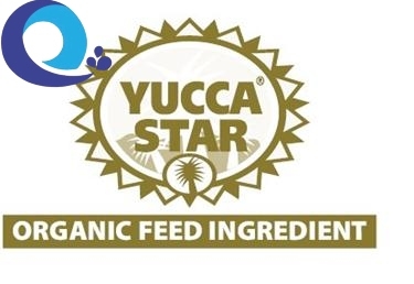 Mua bán #yucca hấp thu khí độc, #yucca tẩy kháng sinh, yucca nước, yucca bột, yucca lỏng, giá sỉ