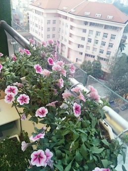 Cần cho thuê căn hộ chung cư tràng an complex,phùng chí kiên,cầu giấy,hà nội