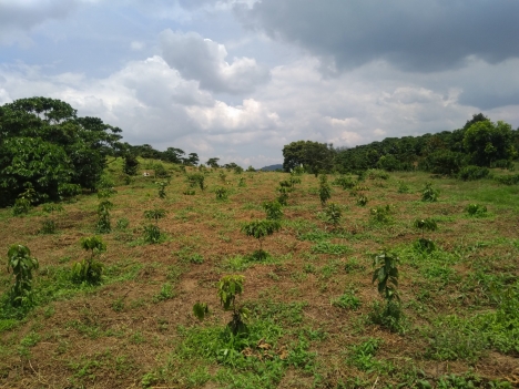 Chủ nhà kẹt tiền cần bán gấp trong tuần  5.6 xào đất vườn đẹp. view gần sông rất đẹp