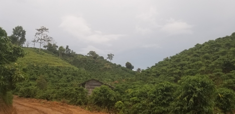 Cần bán gấp trong tuần 1 hec đất vườn sen cây ăn trái làm nghĩ dưỡng view bao đẹp.