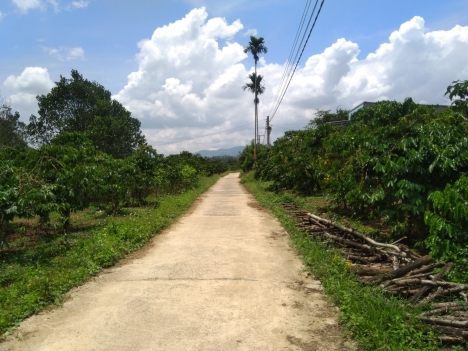 Chủ nhà kẹt tiền cần bán gấp trong tuần  5.6 xào đất Trong vườn đã trồng kín cây con gồm bơ, sâu