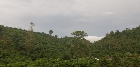 Cần bán gấp trong tuần 1 hec đất vườn sen cây ăn trái làm nghĩ dưỡng view bao đẹp.