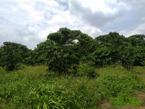 Chủ nhà kẹt tiền cần bán gấp trong tuần  5.6 xào đất Trong vườn đã trồng kín cây con gồm bơ, sâu