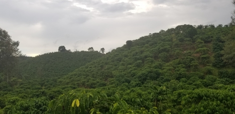 Cần bán gấp trong tuần 1 hec đất vườn sen cây ăn trái làm nghĩ dưỡng view bao đẹp.