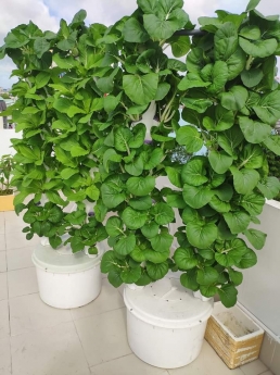 Trụ trồng rau thủy canh đầy đủ phụ kiện
