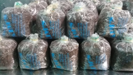 Meo nấm rơm, phôi nấm các loại