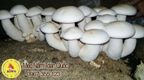 Meo nấm rơm, meo phôi nấm các loại