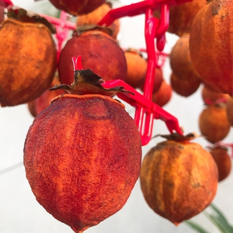 HỒNG TREO GIÓ ĐÀ LẠT - CẦU ĐẤT