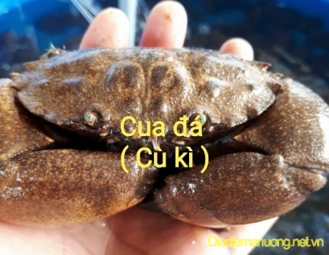 Cung Cấp Cù Kì Sống, Càng Cù Kì