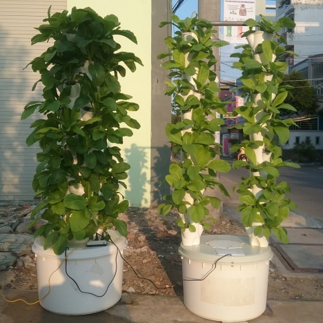 HƯỚNG DẪN CÁCH TRỒNG RAU SẠCH BẰNG TRỤ KHÍ CANH.