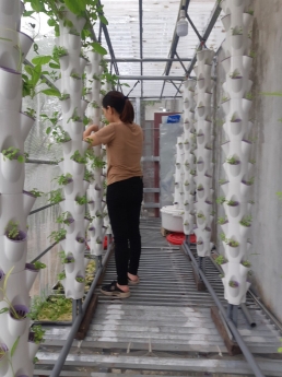 chuyên thiết kế, thi công và chăm sóc vườn rau thuỷ canh tại nhà
