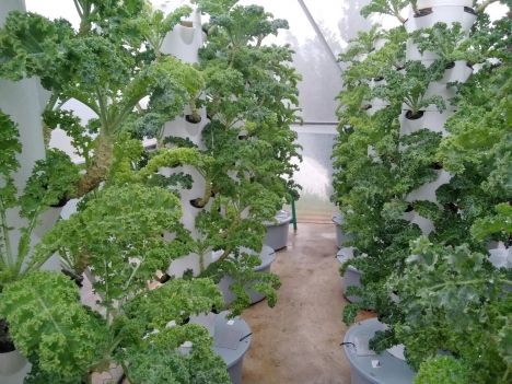 chuyên thiết kế, thi công và chăm sóc vườn rau thuỷ canh tại nhà