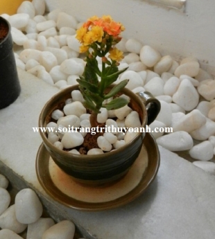 Sỏi trang trí tiểu cảnh sân vườn đẹp