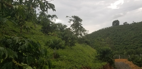 Cần bán gấp  1 hec đất vườn sen cây ăn trái làm nghĩ dưỡng view bao đẹp.