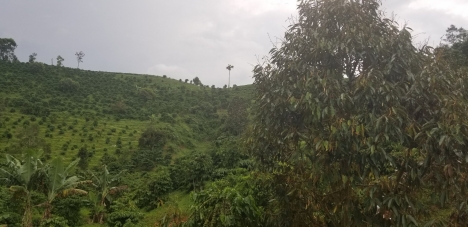 Cần bán gấp  1 hec đất vườn sen cây ăn trái làm nghĩ dưỡng view bao đẹp.