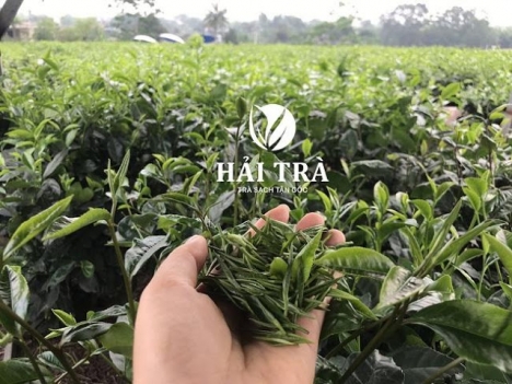Hải Trà Tân Cương bán trà bắc ngon sạch, giao hàng toàn quốc