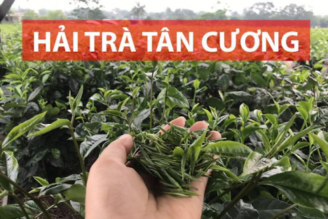 Trà Thái Nguyên giá rẻ thơm ngon từ Hải Trà Tân Cương