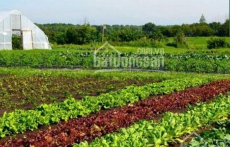 Những điều bí mật của 3,3ha duy nhất Dục Mỹ, Khánh Hòa; huyết mạch 