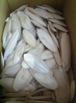 Cần tìm nguồn cung cấp nang mực (mai mực) không giới hạn số lượng